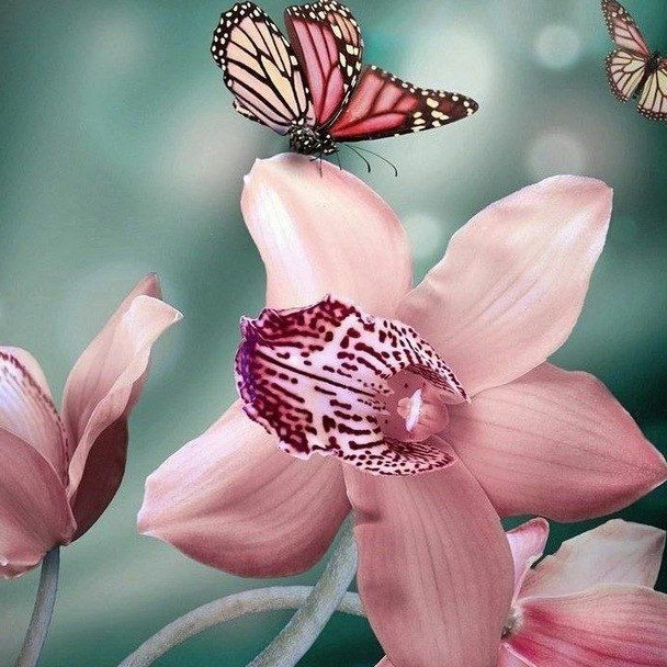 Цветочки: об орхидеях и не только🌸